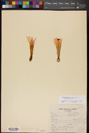Echinocereus scheeri subsp. gentryi image