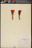 Echinocereus scheeri image