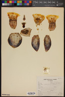 Opuntia undulata image
