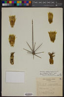 Ferocactus emoryi image