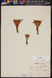Stenocereus montanus image