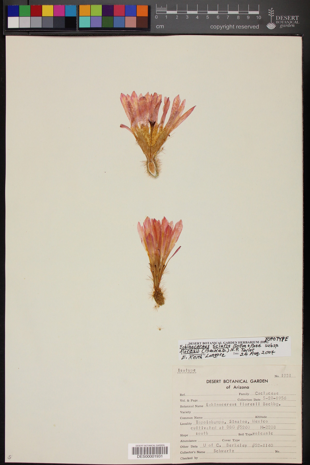 Echinocereus sciurus image