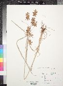 Cyperus spectabilis image