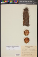 Echinopsis thelegona image