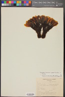 Echinopsis huascha image