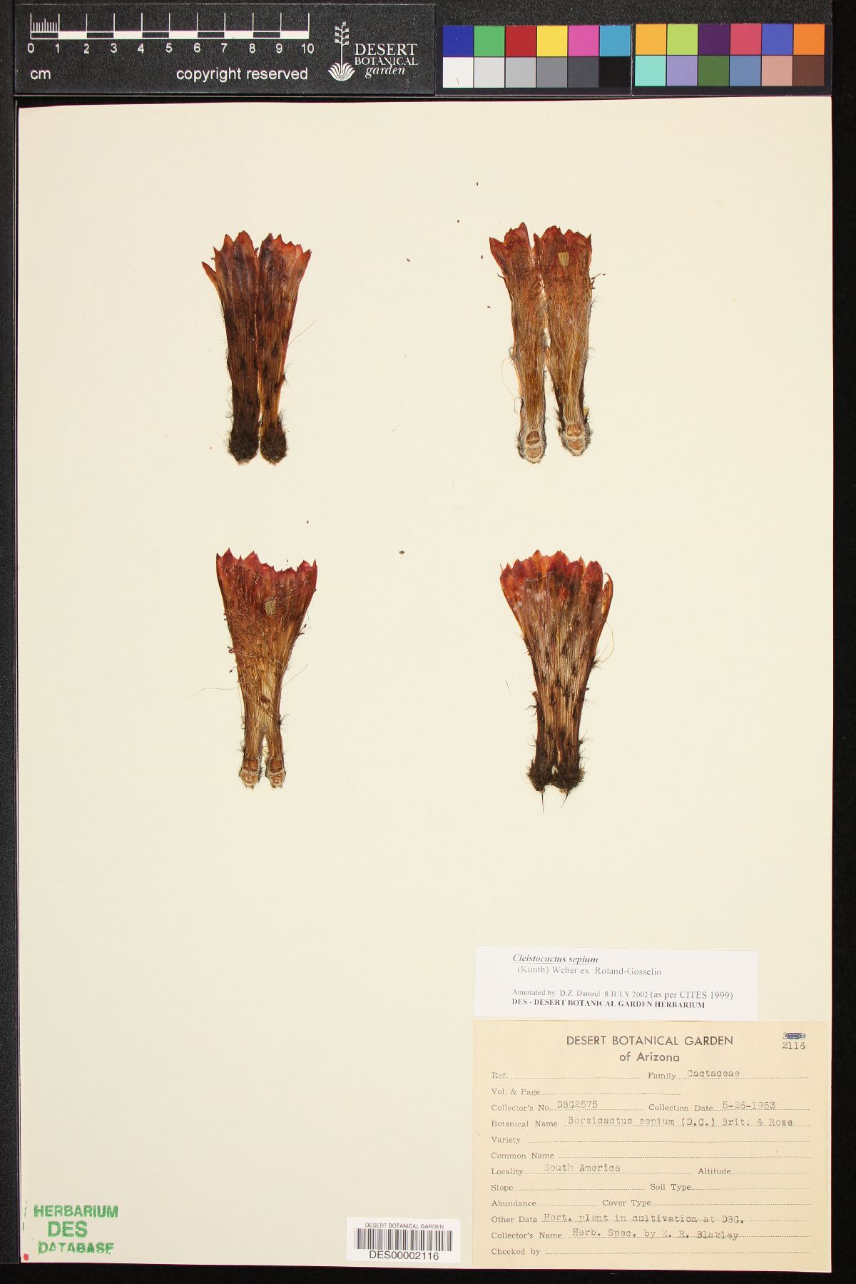 Cleistocactus sepium image