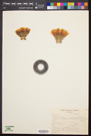 Image of Acanthocalycium klimpelianum