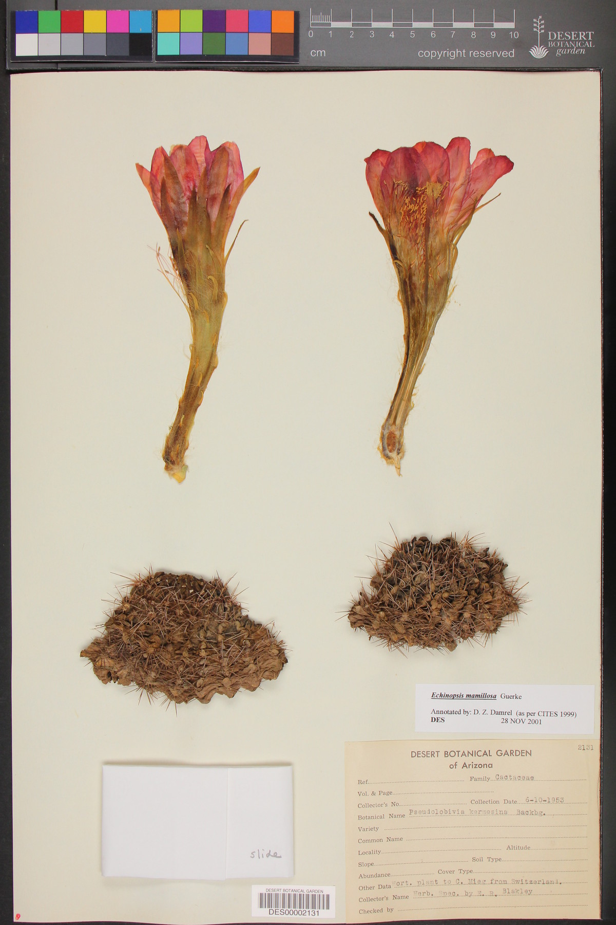 Echinopsis mamillosa image