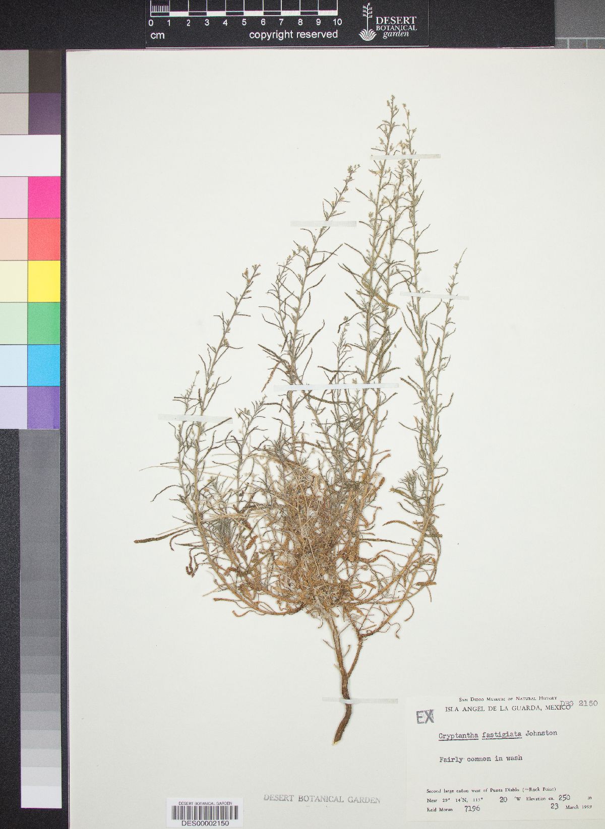 Johnstonella fastigiata image