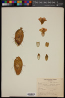 Opuntia antillana image