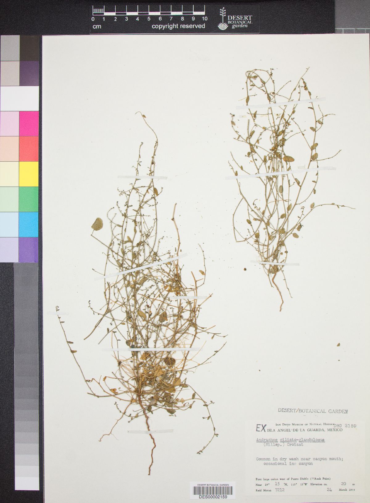 Andrachne ciliato-glandulosa image