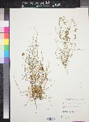 Andrachne ciliato-glandulosa image