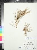 Pinus leiophylla image