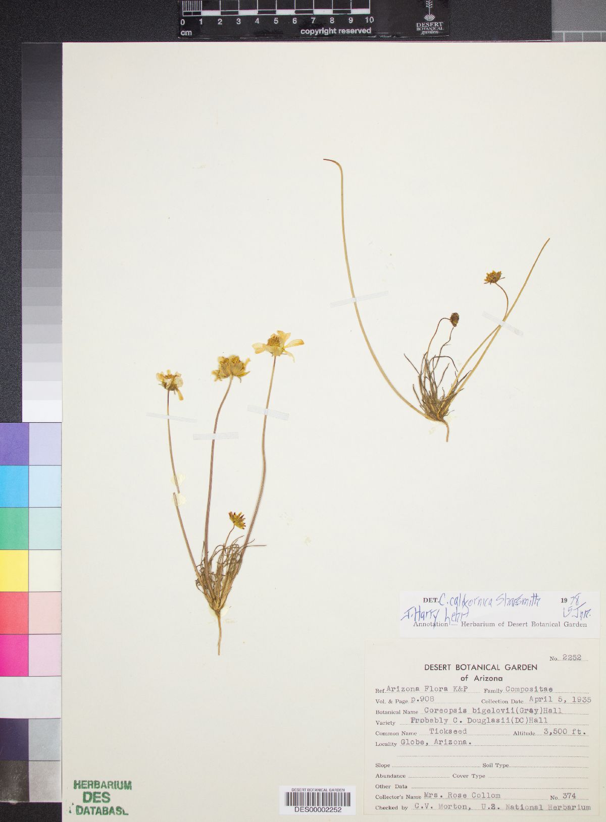 Coreopsis californica image