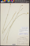 Hesperidanthus linearifolius image