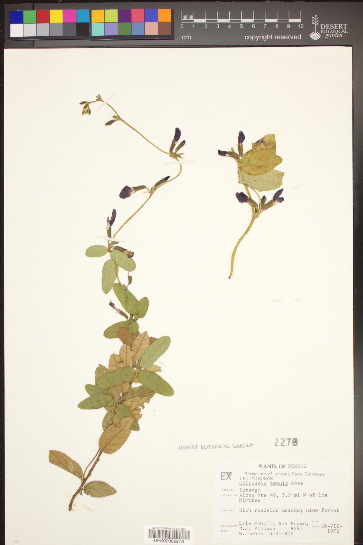 Cologania tenuis image