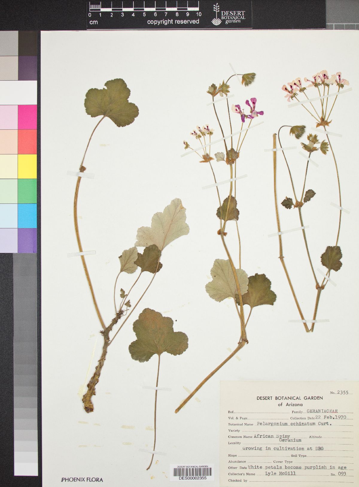 Pelargonium echinatum image
