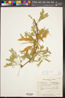 Prosopis velutina image