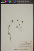 Trifolium wormskioldii image