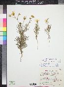 Senecio flaccidus var. monoensis image