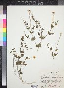 Acleisanthes longiflora image