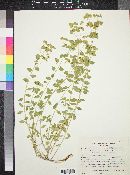 Euphorbia incisa image