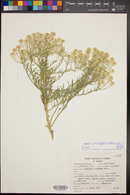 Lepidium montanum image