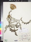 Cirsium ochrocentrum subsp. martinii image