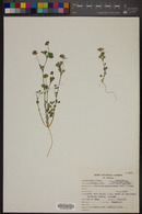 Trifolium gracilentum image