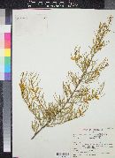 Acacia aneura image