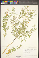 Crotalaria pumila image