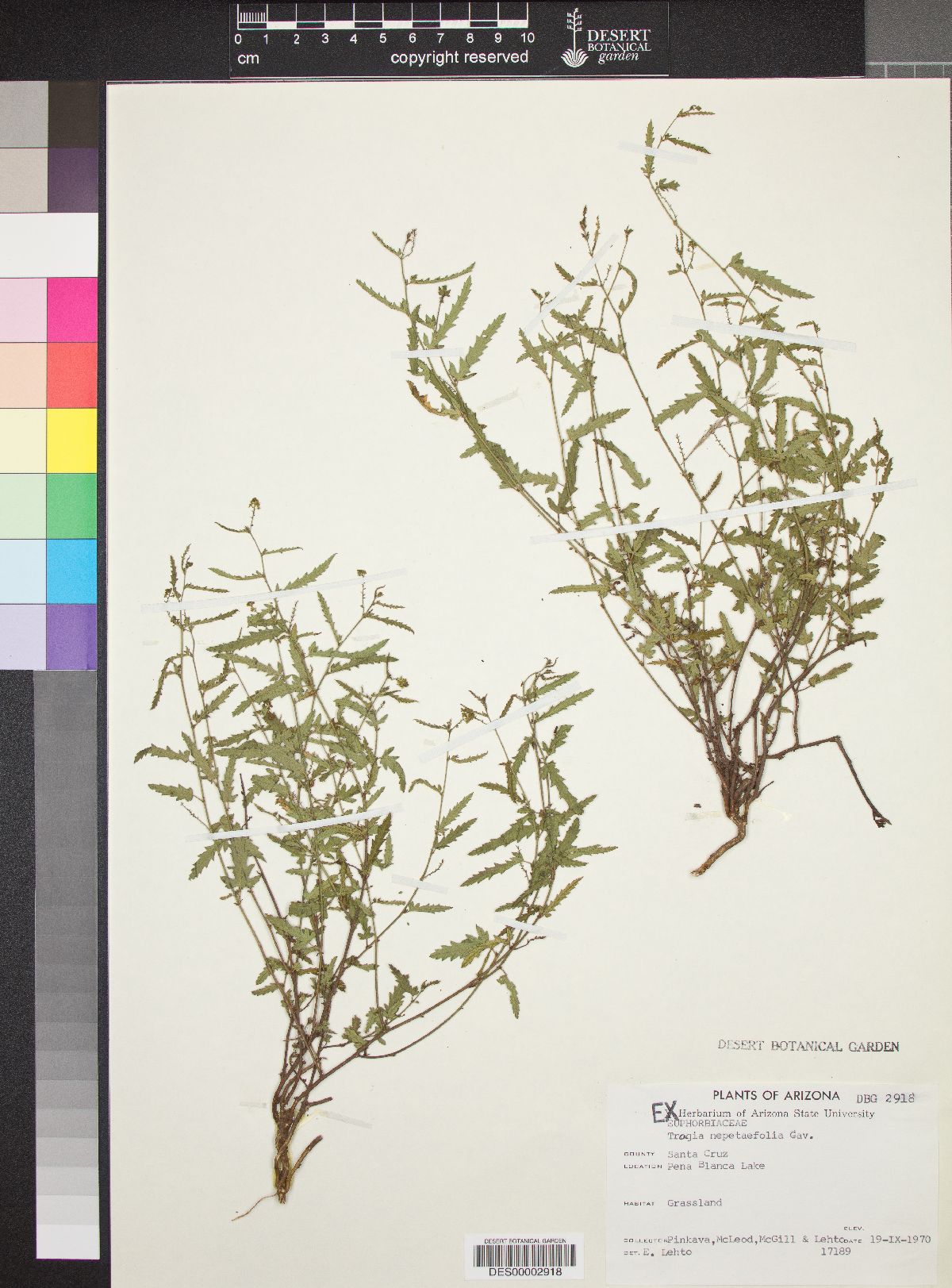 Tragia nepetaefolia image