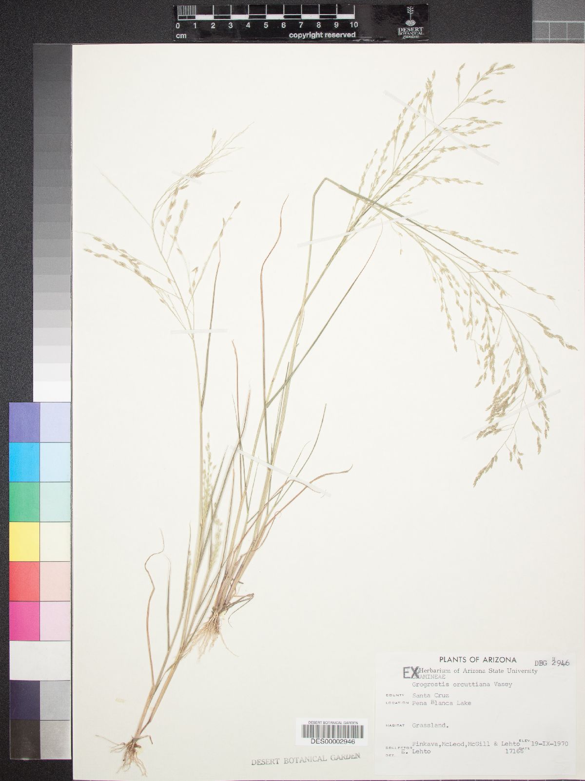 Eragrostis mexicana subsp. virescens image