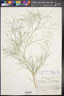 Psorothamnus spinosus image