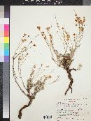 Eriogonum wrightii image