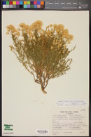 Ericameria laricifolia image