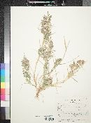 Eragrostis cilianensis image