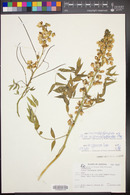 Senna hirsuta var. glaberrima image