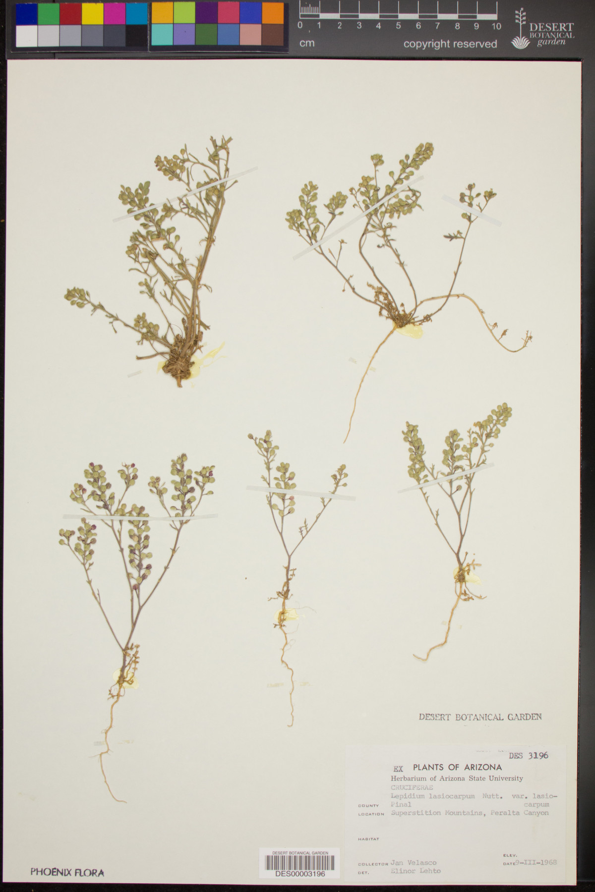 Lepidium lasiocarpum var. lasiocarpum image