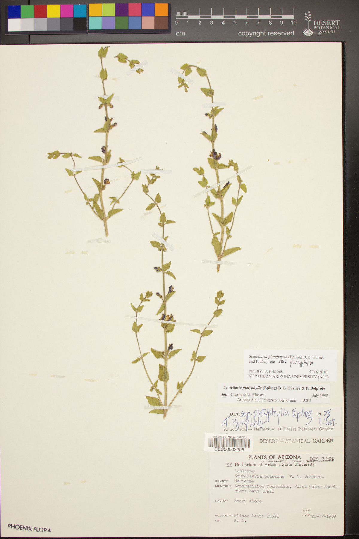 Scutellaria platyphylla var. platyphylla image