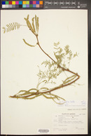 Prosopis velutina image