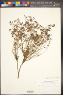 Desmanthus cooleyi image