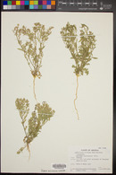 Lepidium lasiocarpum image