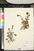 Valeriana arizonica image