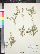 Corydalis aurea image