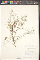 Dalea versicolor var. sessilis image