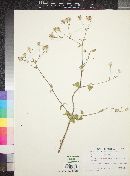 Brickellia coulteri image