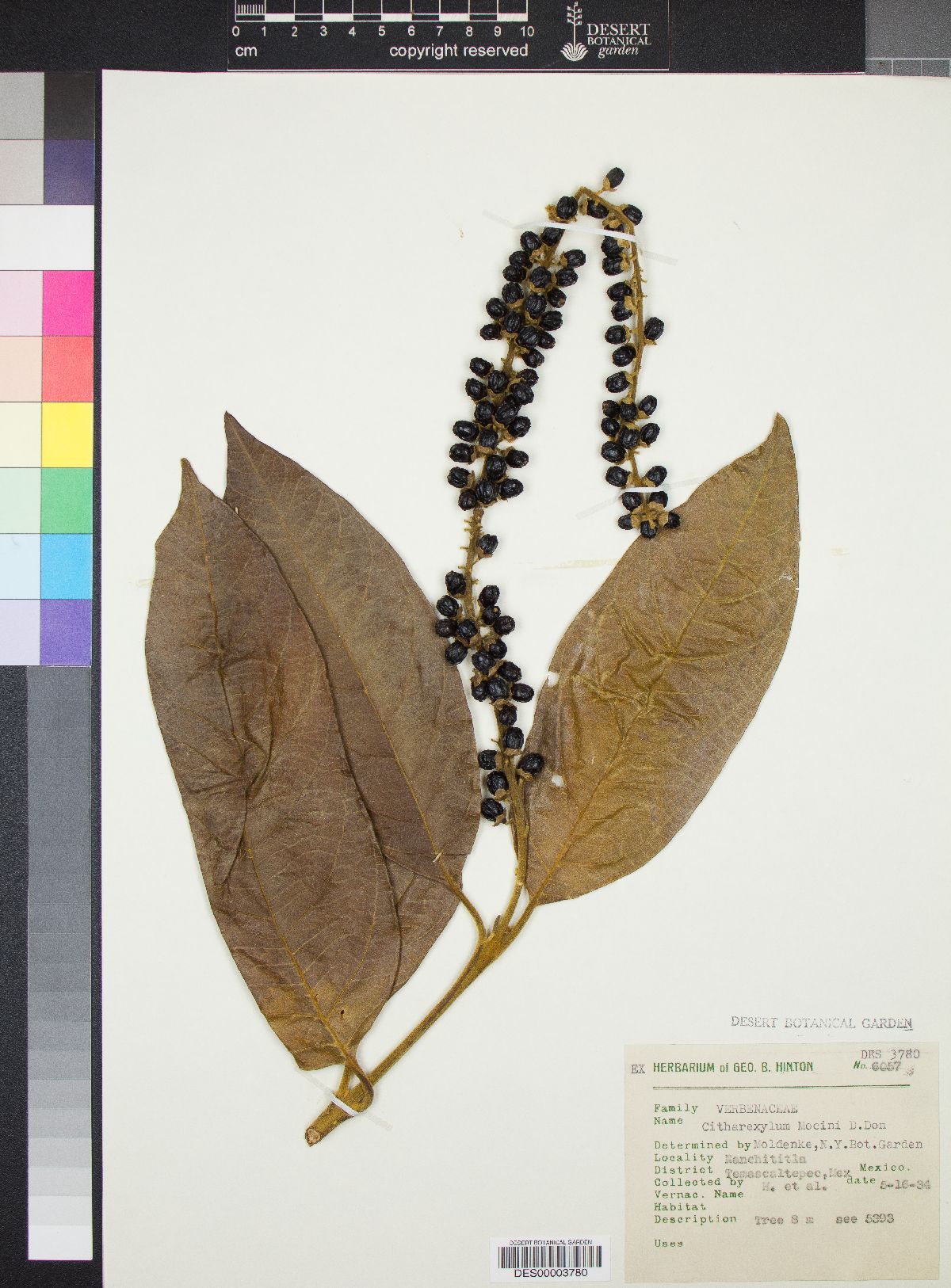 Citharexylum mocinnii image