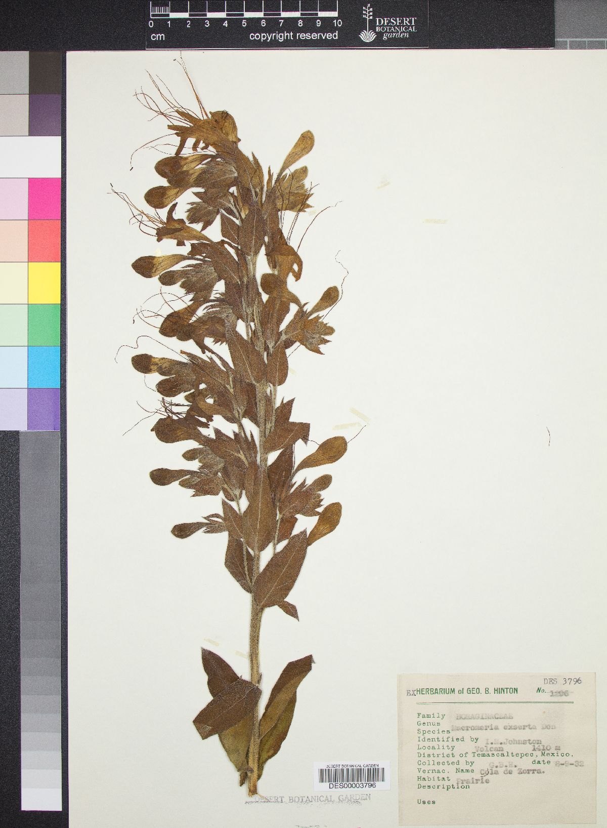 Lithospermum exsertum image