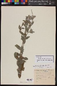 Heliotropium hintonii image